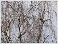 Autres oiseaux